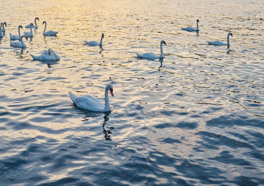 Cygnes sur le lac au soleil couchant
