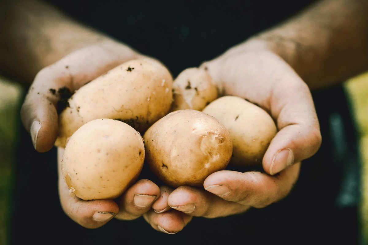 Pommes de terre fraîchement récoltées tenues dans deux mains