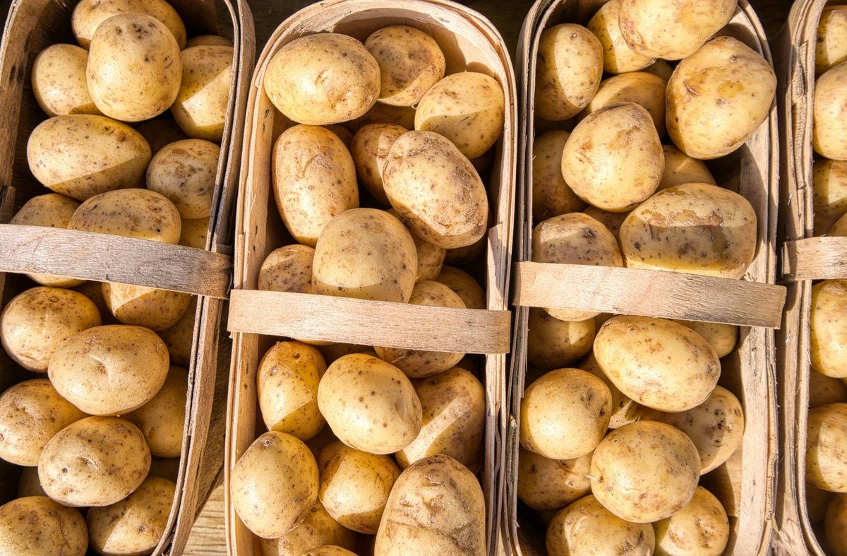 Paniers en bois remplis de pommes de terre
