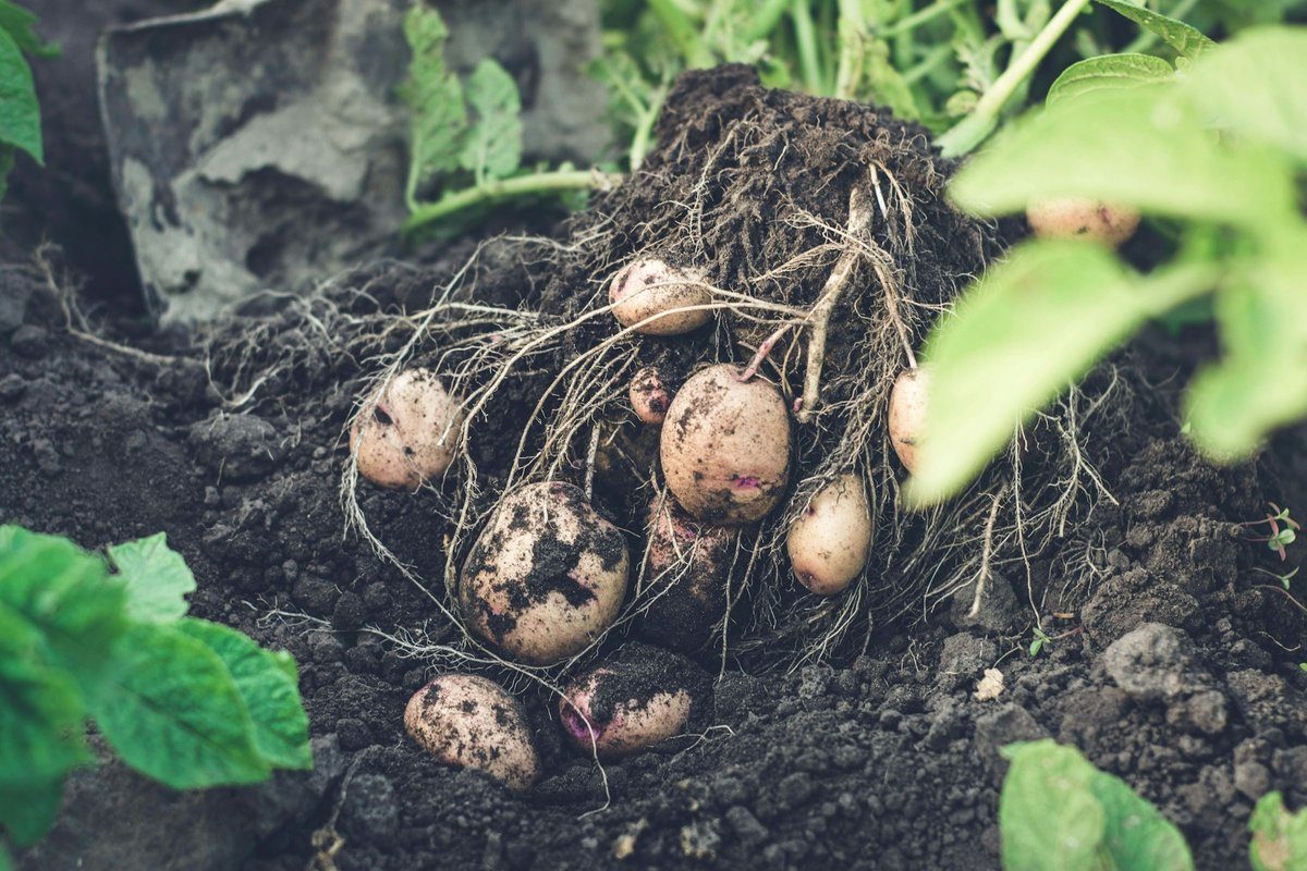 Pied de pommes de terre fraîchement arraché, tubercules dans la terre